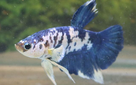 Kampffisch Plakat Marble Blau – Betta sp. | Kurzflossige Zuchtform mit marmorierter Blauzeichnung