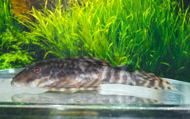 LDA078 Peckoltia brevis – Peckoltia brevis | Seltener Wildfang & friedlicher L-Wels