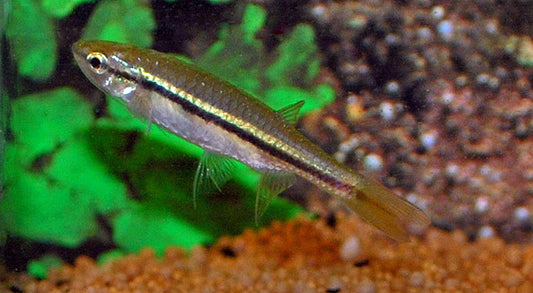 Esomus lineatus Wildfang – Esomus lineatus L 3–5 cm | Seltene Barbe mit langen Flossenfäden