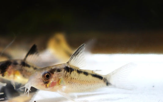 Granti-Panzerwels – Corydoras granti | Seltener Wildfang mit schöner Punktzeichnung & friedlichem Gruppenverhalten