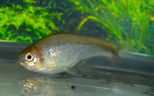 Lophiobrycon weitzmani – Seltener Zwergsalmler | Rarität aus Südamerika 3cm