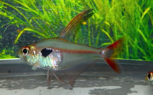 Epicharis Salmler – Hyphessobrycon epicharis | Seltener Wildfang 2-3cm