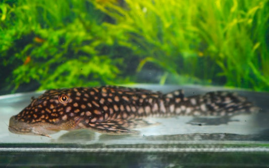 Slate Pleco – Pseudancistrus genisetiger | Seltener Wildfang mit Schieferfärbung