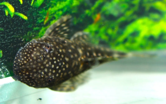 Multispinis-Antennenwels – Ancistrus multispinis | Seltener Wildfang & effektiver Algenfresser
