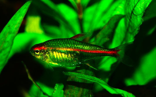 Glühlichtsalmler – Hemigrammus erythrozonus M 2–2,5 cm | Friedlicher Schwarmfisch
