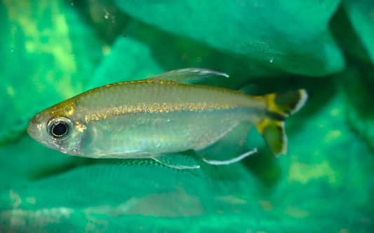 Lefini-Kongosalmler Wildfang – Alestopetersius sp. Lefini M 3–4 cm | Seltener Afrikafisch