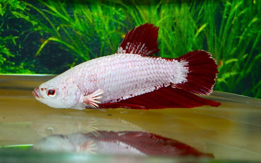Kampffisch Plakat Platinum Rot – Betta sp. | Kurzflossige Zuchtform mit metallischem Glanz