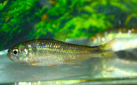 Hollandichthys multifasciatus – Seltener Wildfang | Südamerikanischer Salmler 5-8cm