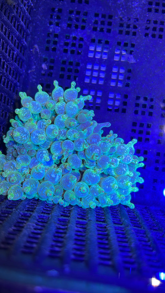 Entacmaea quadricolor Anemone WYSIWYG