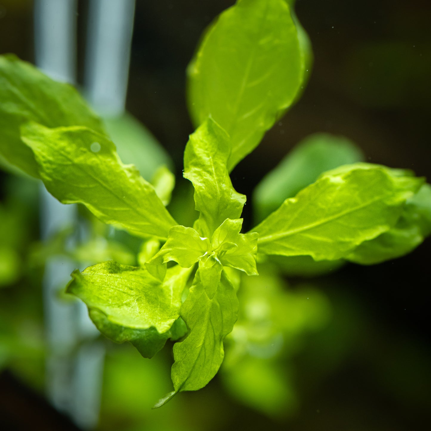 Ludwigia palustris 'Green' (Topf)
