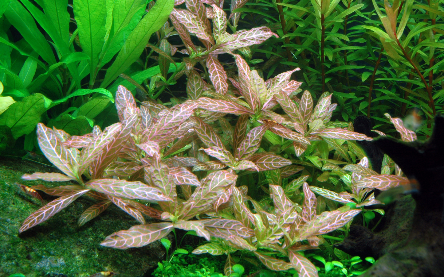 Hygrophila polysperma 'Rosanervig' (Topf)