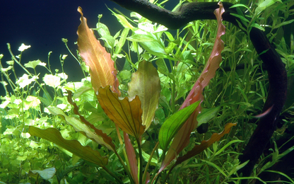 Echinodorus 'Rosé' (Topf)