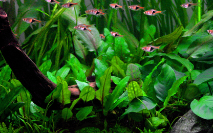 Cryptocoryne wendtii 'Green' (Topf)