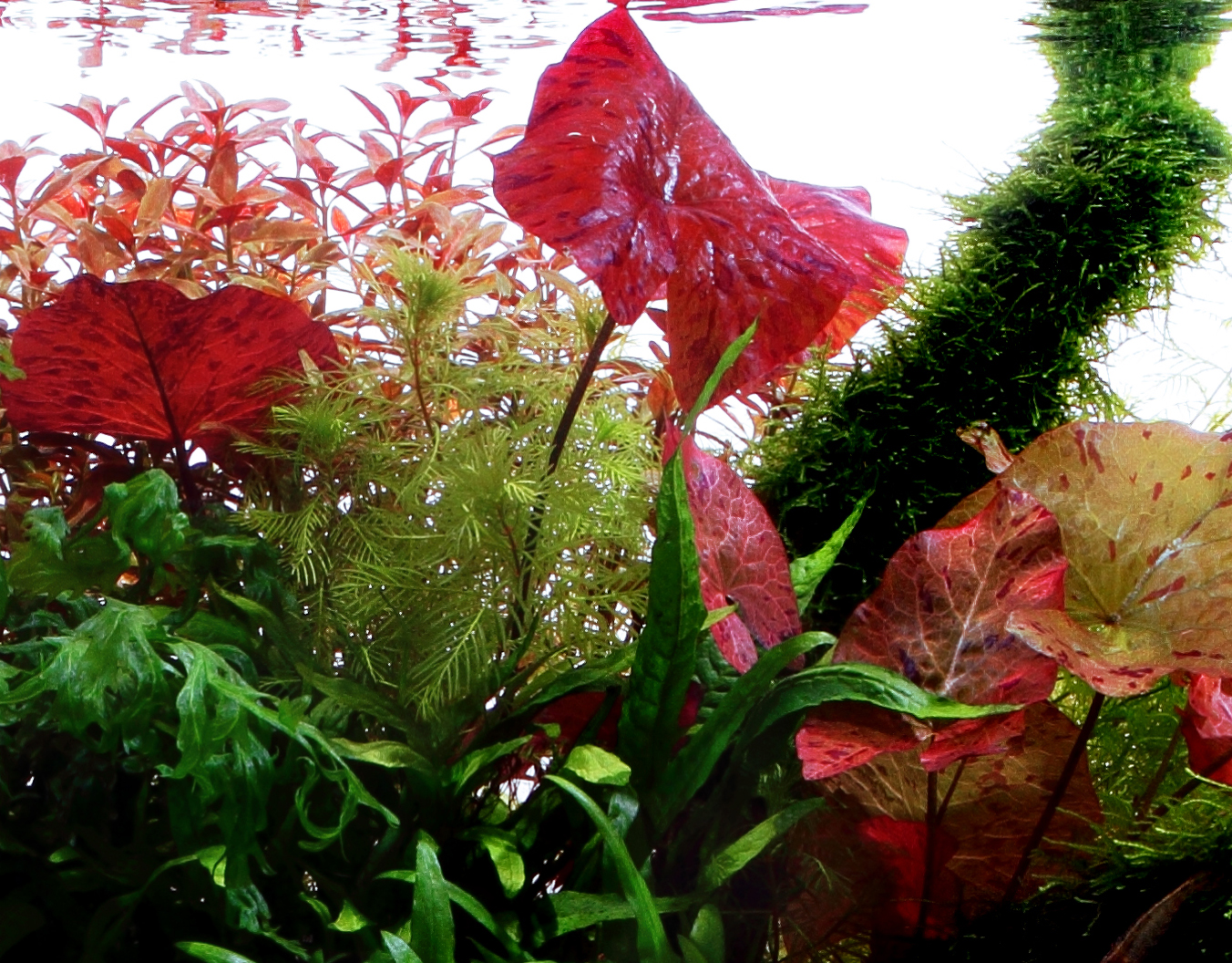 Nymphaea lotus (Topf) - Tigerlotus