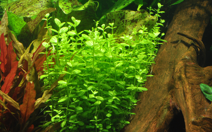 Lindernia rotundifolia (Topf)