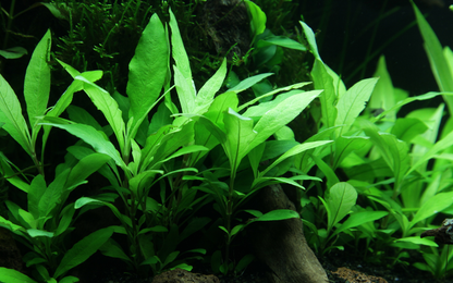 Hygrophila corymbosa 'Siamensis 53B' (Topf)