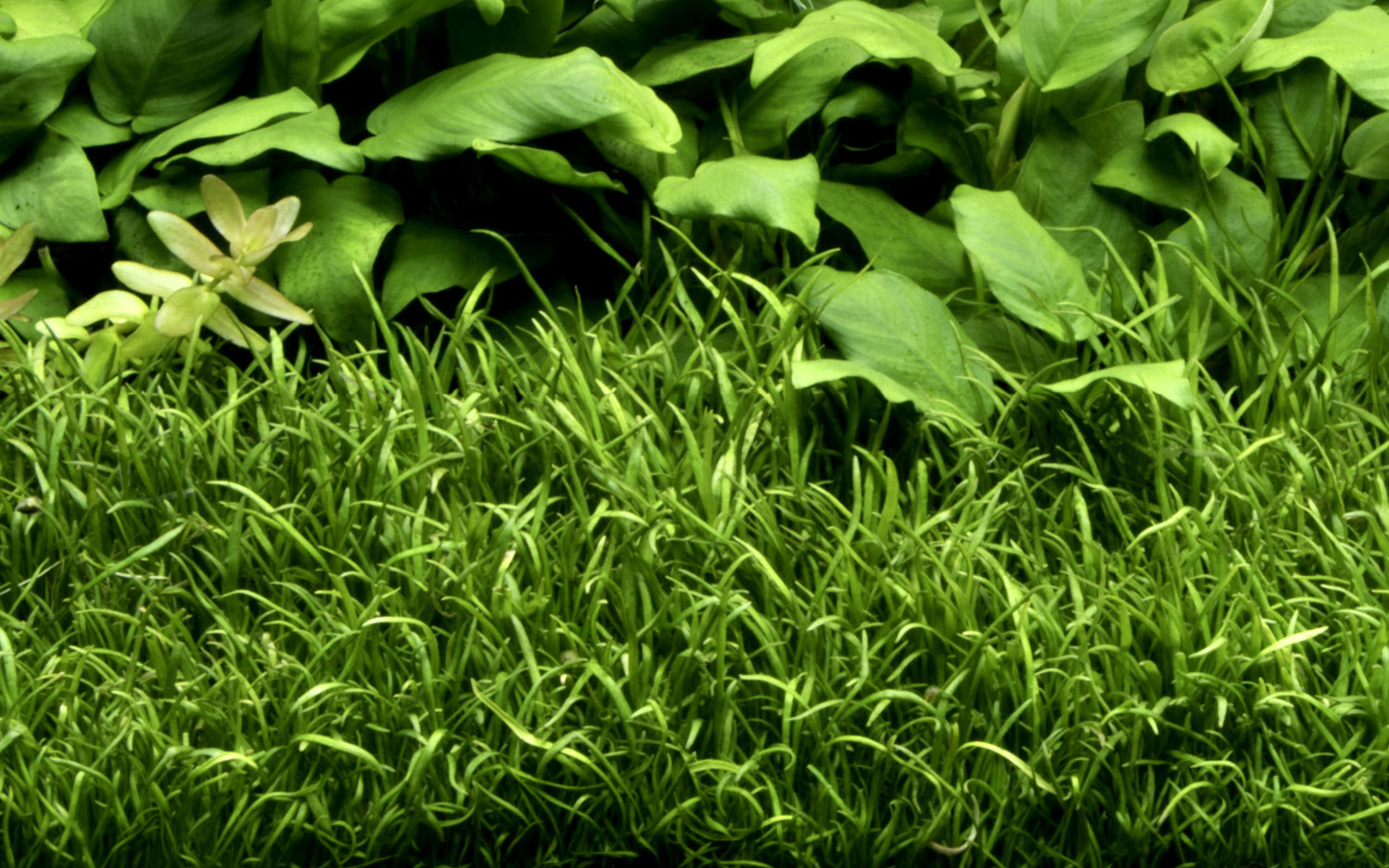 Lilaeopsis brasiliensis (Topf)