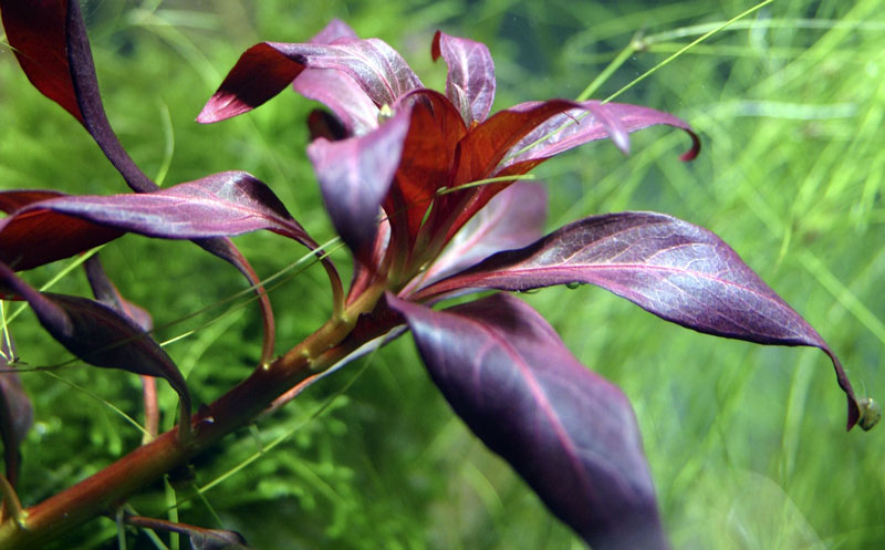 Ludwigia glandulosa (Topf)