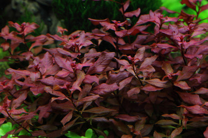Ludwigia palustris 'Super Red' (Topf)