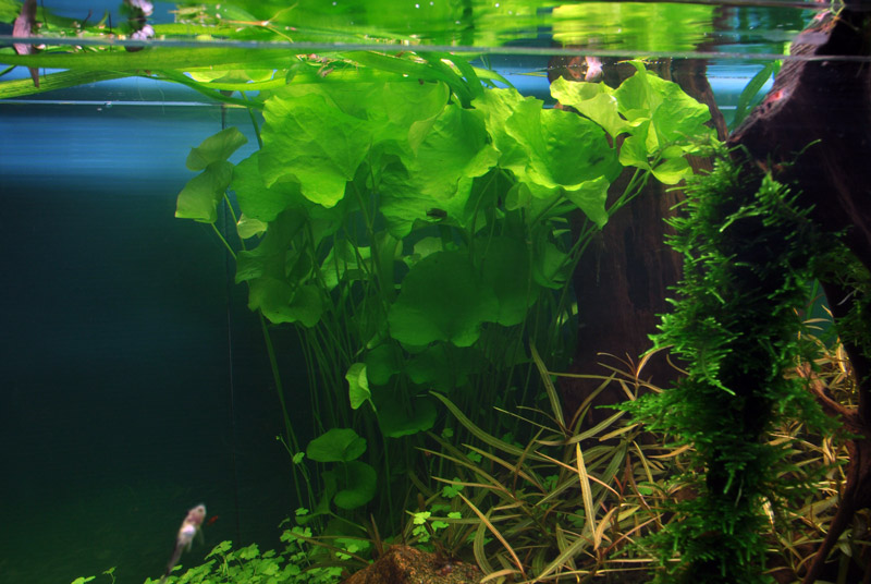 Nymphoides hydrophylla 'Taiwan' (Topf)