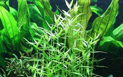 Murdannia keisak (Topf)