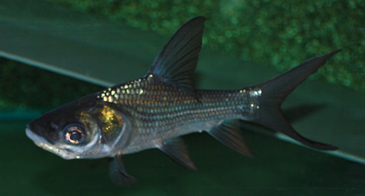Riesenbarbe – Catlocarpio siamensis S/M 4–6 cm | Seltene asiatische Großfischart für erfahrene Aquarianer