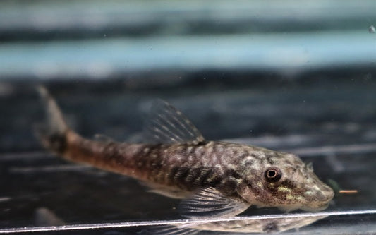 Dwarf Pleco bahiensis – Parotocinclus bahiensis | Mini-Harnischwels & friedlicher Algenfresser