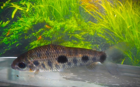 Leporinus steyermarki – Engmaulsalmler M 5–7 cm | Seltener Südamerikafisch