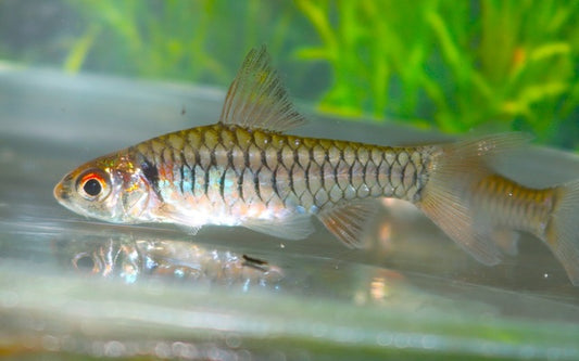 Gelbflossen-Barbe Wildfang – Clypeobarbus congicus M 3–4 cm | Seltene Barbe aus dem Kongo-Becken