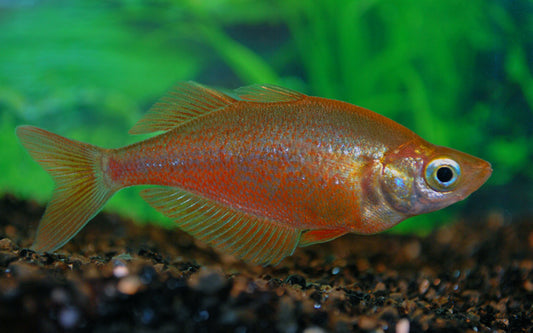 Lachsroter Regenbogenfisch – Glossolepis incisus | Intensiv gefärbter Schwarmfisch mit lebhaftem Verhalten & kräftigem Rotglanz