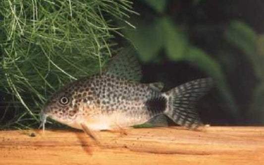 Panzerwels Simile – Corydoras similis | Friedlicher Bodenfisch mit feiner Punktzeichnung & lebhaftem Schwarmverhalten
