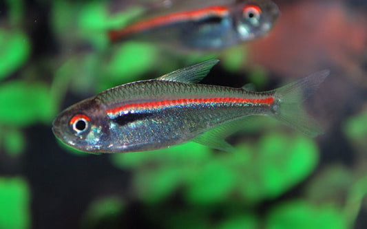 Amapa Salmler (Hyphessobrycon amapaensis) L 3–3,5 cm – Seltene Schönheit