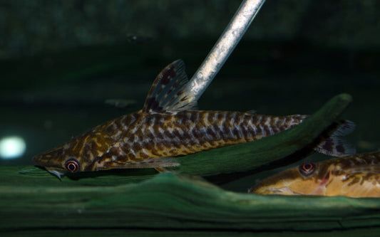 Robocop-Ohrgitterwels – Hypoptopoma sp. „Peru“ | Seltener Wildfang & friedlicher Algenfresser