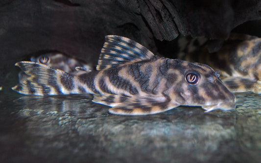 L015 Candy Striped Pleco – Peckoltia vittata | Beliebter Wildfang mit Streifenmuster