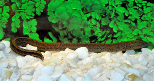 Kiemenschlitzaal (Synbranchus marmoratus)