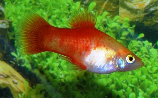 Platy Gold – Xiphophorus maculatus M 2–2,5 cm | Edle Zuchtform mit intensivem Goldglanz und lebhafter Ausstrahlung