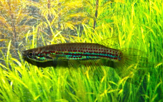 Hechtling chevalieri – Epiplatys chevalieri | Seltener Wildfang aus Westafrika mit intensiver Zeichnung