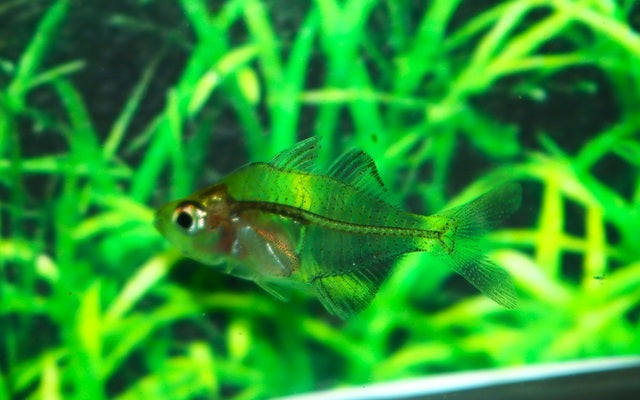 Flammenglasbarsch (Gymnochanda ploegi)