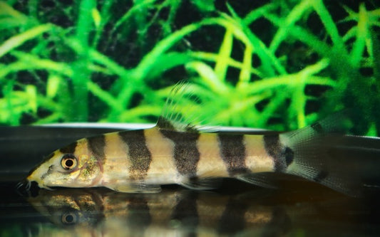 Burmesische Prachtschmerle – Botia histrionica | Seltener Wildfang mit kontrastreicher Zeichnung & lebhaftem Verhalten