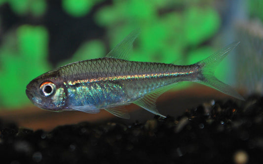 Goethei Salmler – Hoplocharax goethei M 2–2,5 cm | Seltener Schwarmfisch