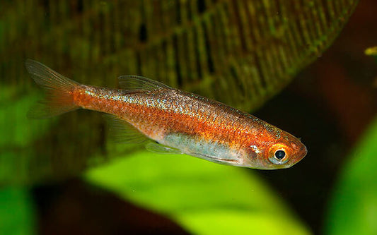 Zwergbärbling rubescens Wildfang – Microrasbora rubescens M/L 2–2,5 cm | Seltene Rarität aus Südostasien