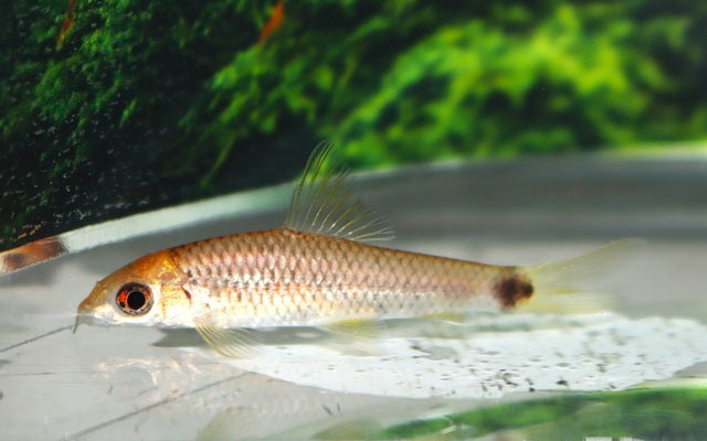 Algenfresser reticulatus Gold – Crossocheilus reticulatus | Goldene Variante des beliebten Algenvernichters