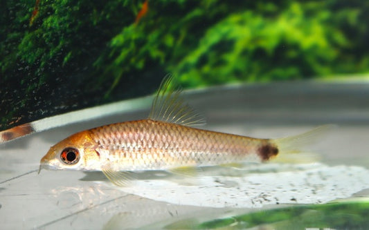 Algenfresser reticulatus Gold – Crossocheilus reticulatus | Goldene Variante des beliebten Algenvernichters