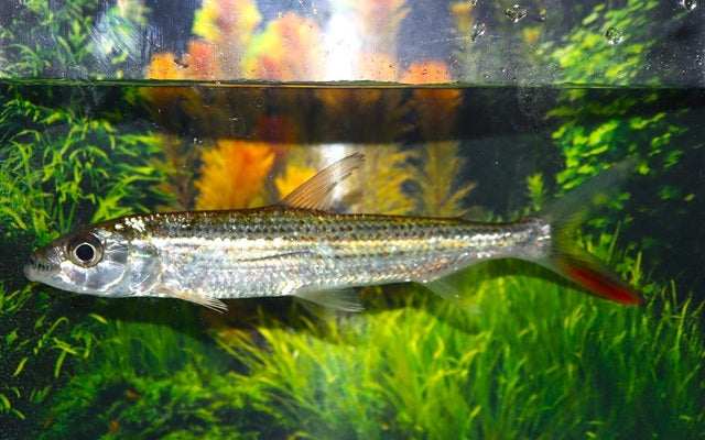 Hydrocynus forskahlii