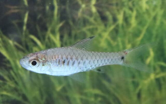 Segelflossenbarbe – Oreichthys parvus M 2–2,5 cm | Zarter Schwarmfisch mit eleganter Flossenform