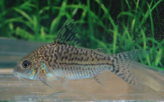 Gegenetzter Panzerwels – Corydoras sodalis | XL Wildfang aus Kolumbien mit markanter Netzzeichnung & friedlichem Charakter