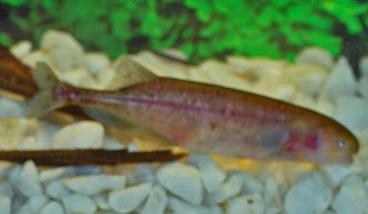 Rüsselfisch – Brienomyrus brachyistius | Wildfang | Friedlicher, intelligenter Elefantenfisch aus Afrika