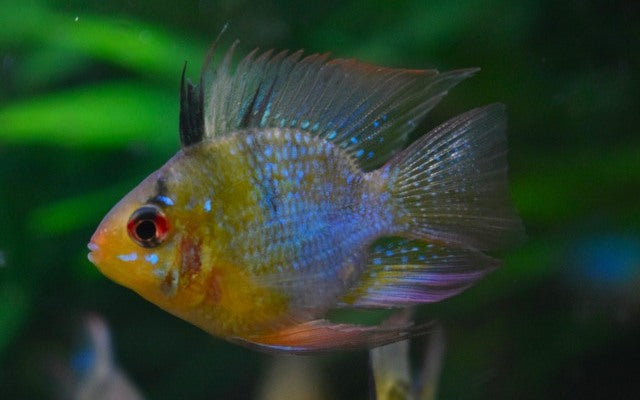 Schmetterlingsbuntbarsch Ballon – Mikrogeophagus ramirezi ‘Balloon’ | Friedlicher, kompakter Zierfisch mit leuchtenden Farben