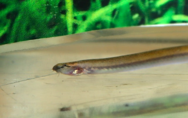 Goldenes Dornauge (Pangio doriae "gold")