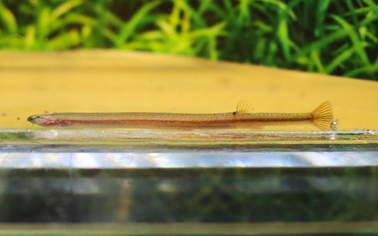 Goldenes Dornauge (Pangio doriae "gold")